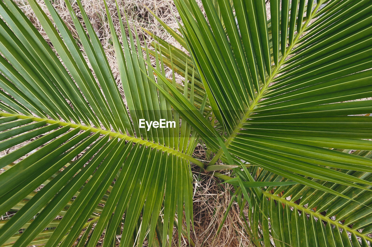 FULL FRAME SHOT OF PALM LEAVES