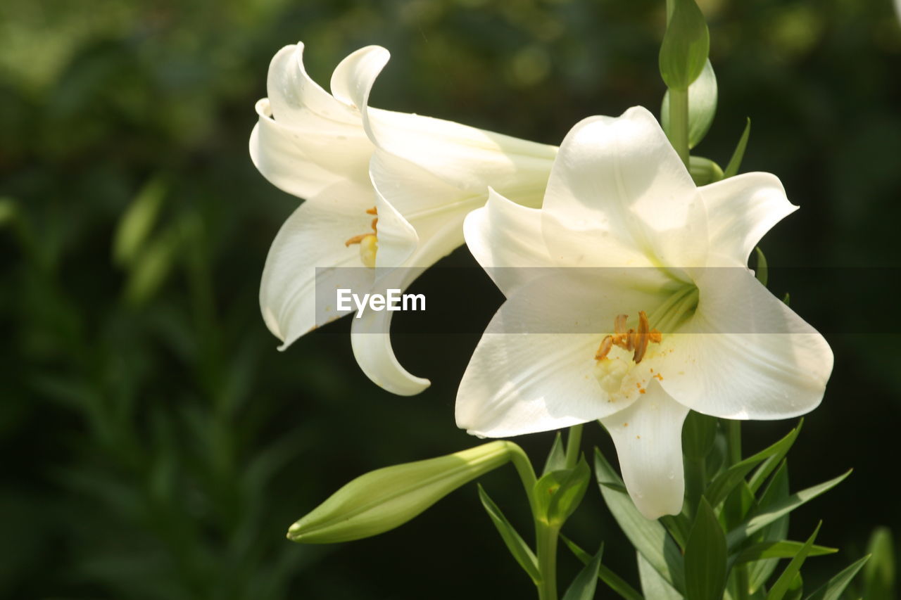 CLOSE-UP OF WHITE FLOWER