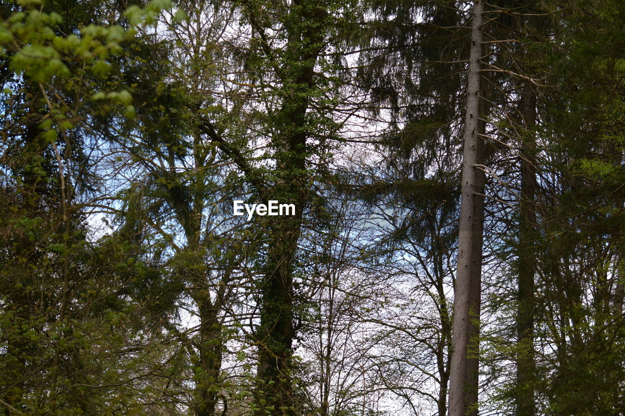 LOW ANGLE VIEW OF PINE TREE IN FOREST