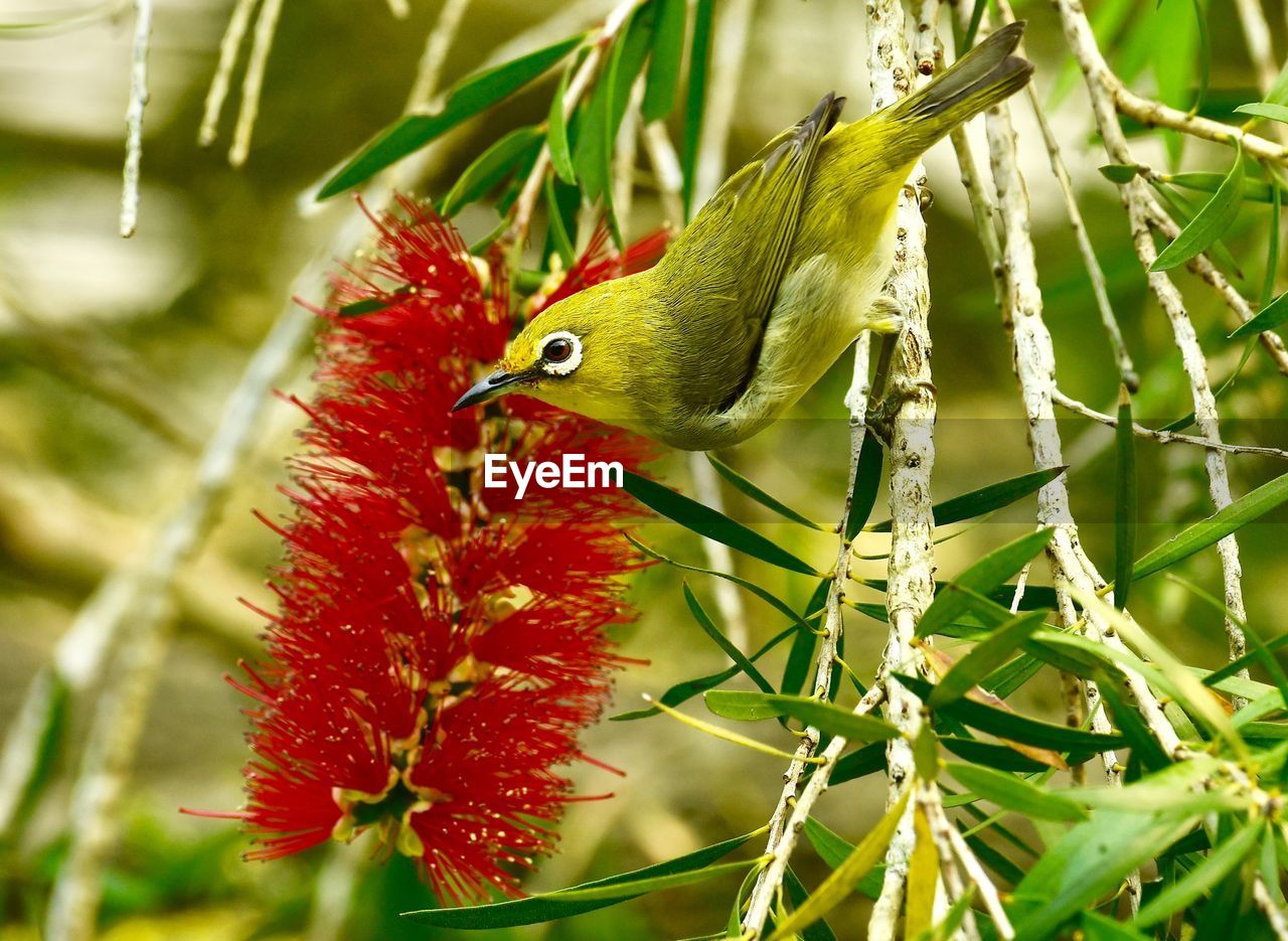 CLOSE-UP OF A PARROT