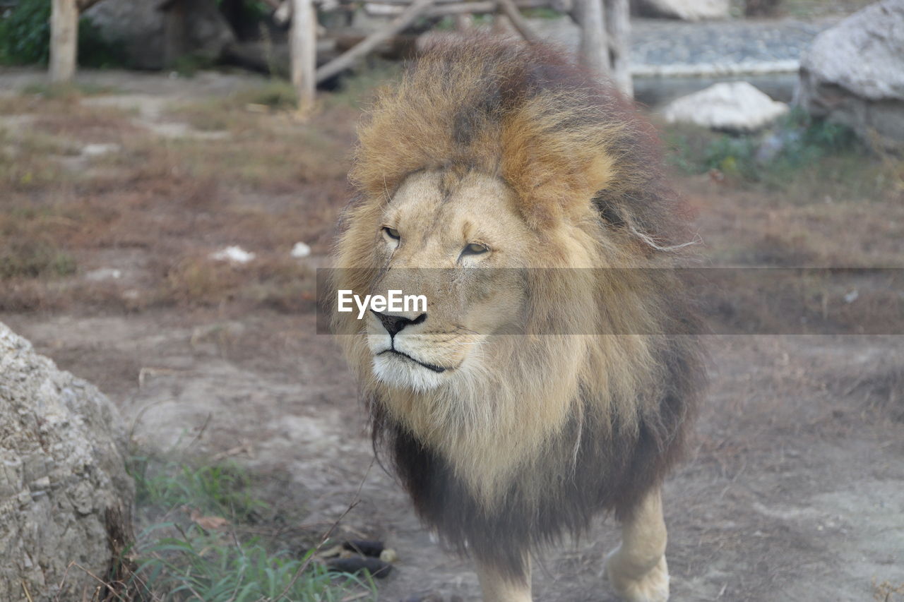 animal, animal themes, animal wildlife, mammal, wildlife, feline, cat, one animal, zoo, lion - feline, masai lion, felidae, adventure, no people, mane, big cat, carnivora, safari, day, nature, portrait, outdoors, focus on foreground, carnivore