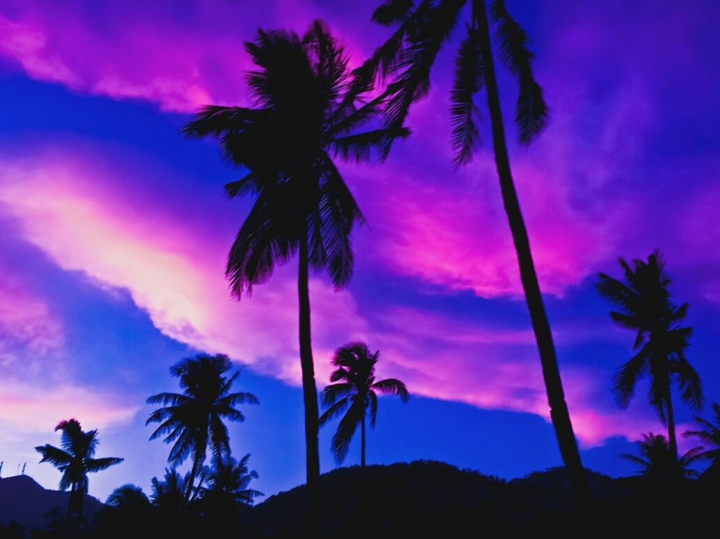 SILHOUETTE OF PALM TREES AT SUNSET