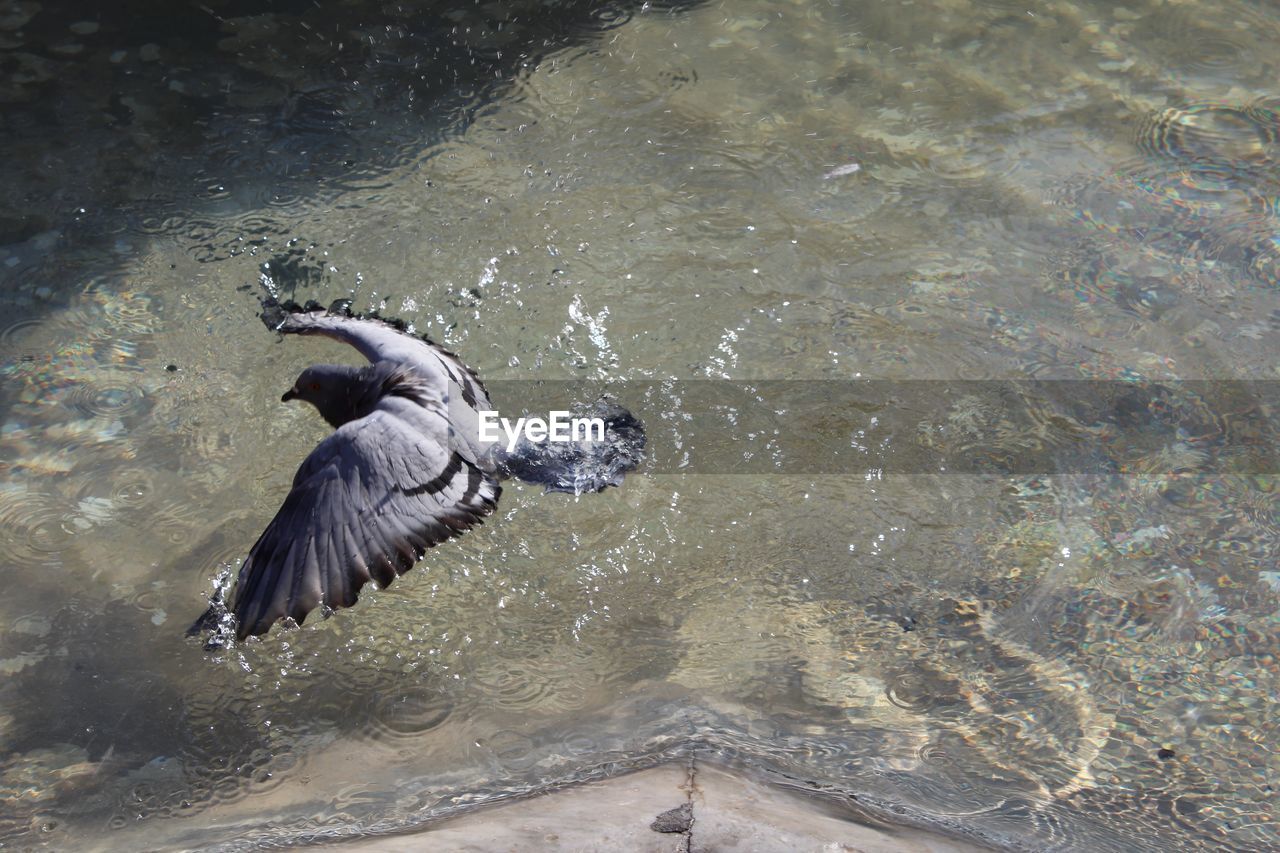 VIEW OF BIRDS IN WATER