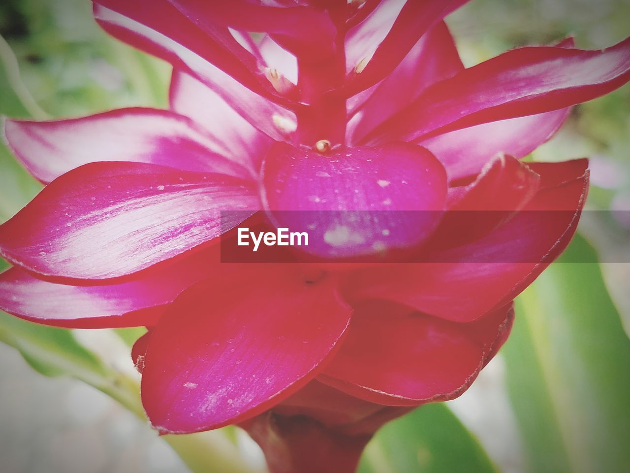 CLOSE-UP OF PINK FLOWER BLOOMING IN WATER