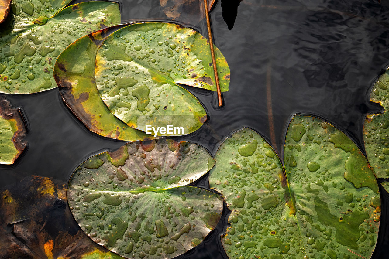 HIGH ANGLE VIEW OF GREEN LEAVES FLOATING ON WATER