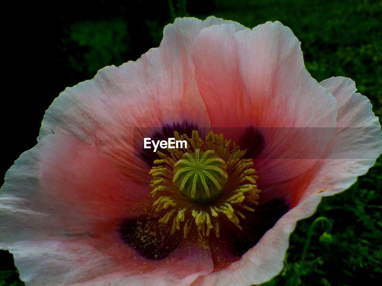 CLOSE-UP OF FRESH HIBISCUS FLOWER BLOOMING IN GARDEN