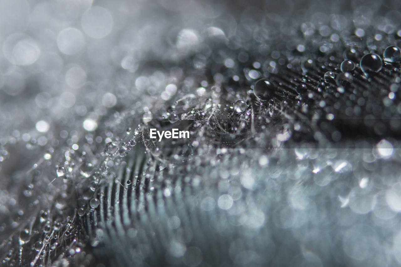 Close-up of wet feathers