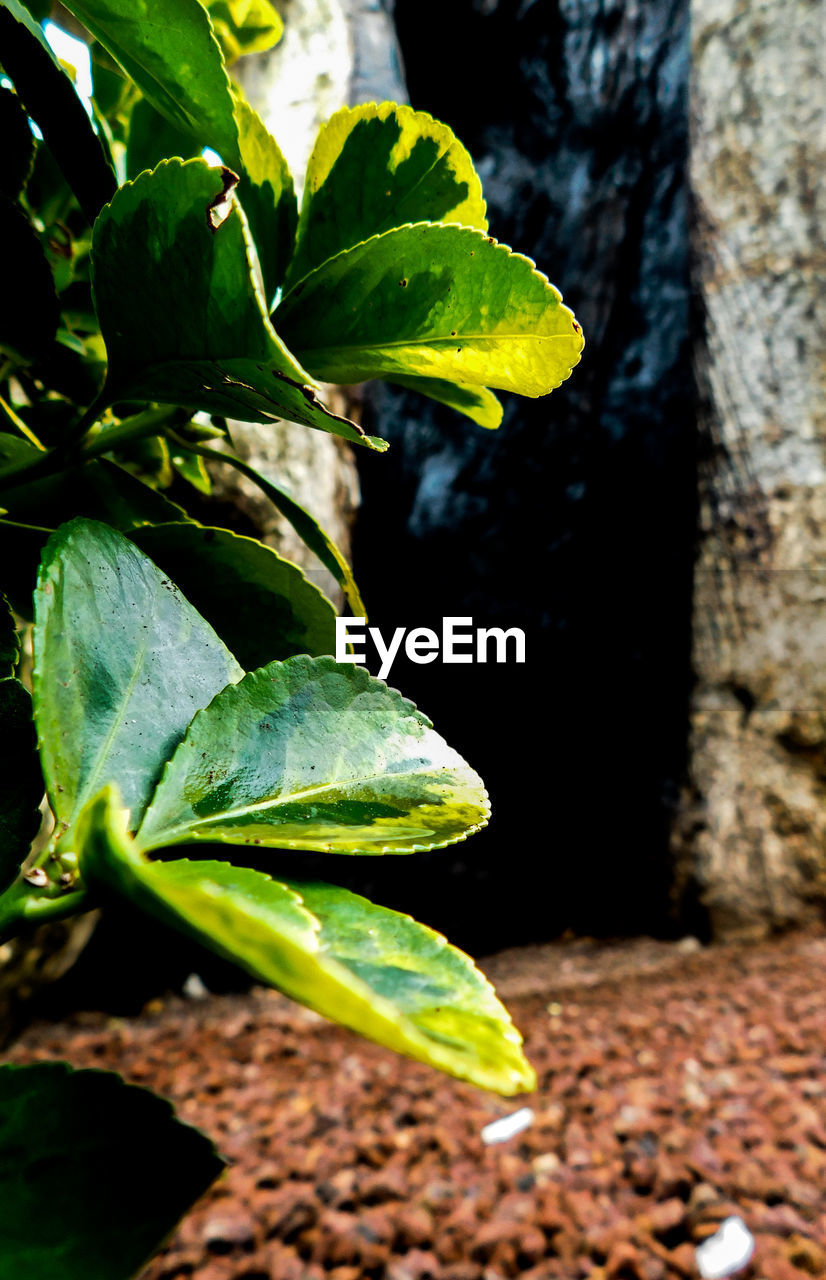 CLOSE-UP OF FRESH GREEN LEAVES