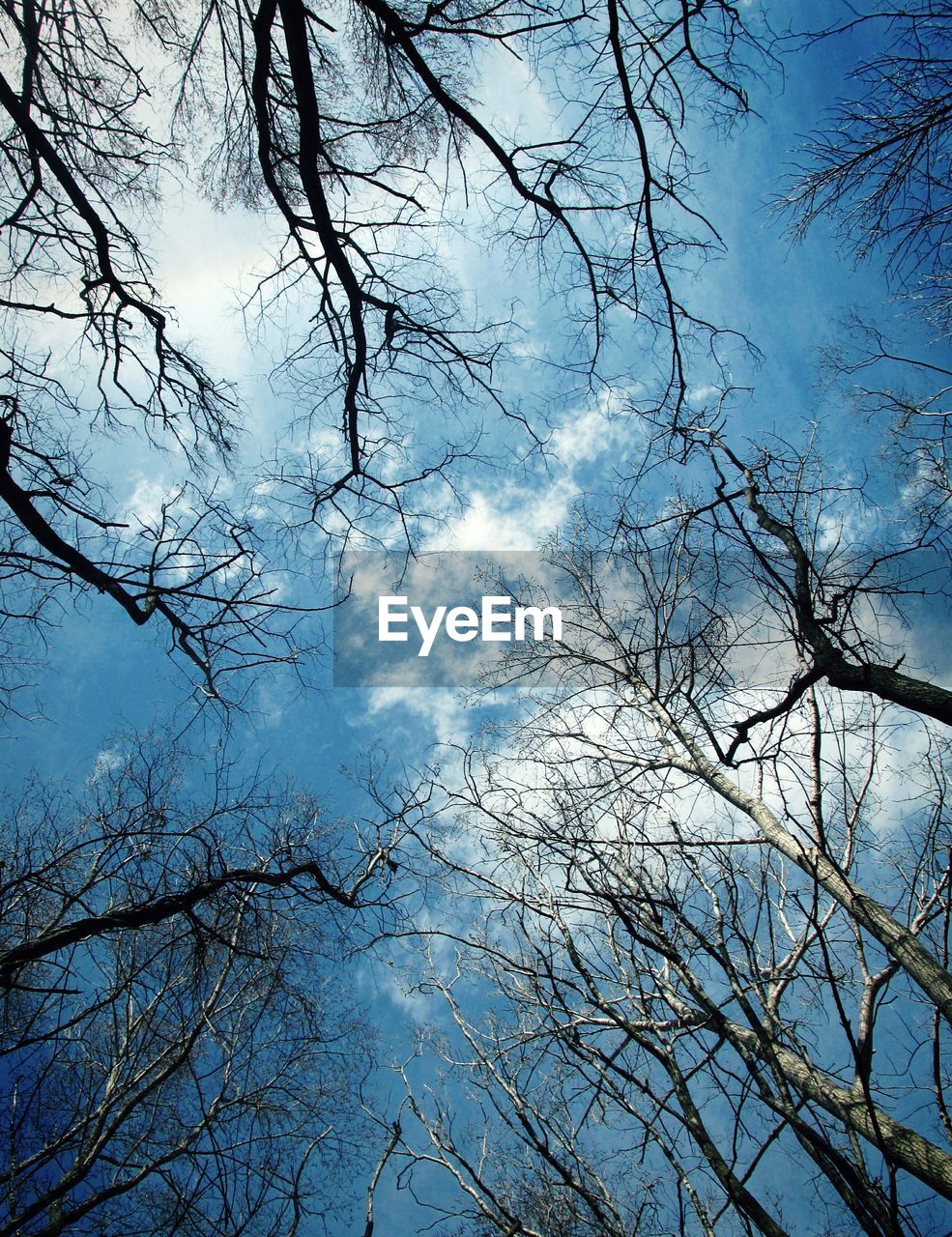 LOW ANGLE VIEW OF TREES AGAINST CLOUDY SKY