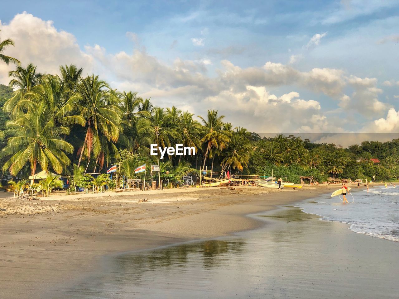 Palm trees on beach against sky