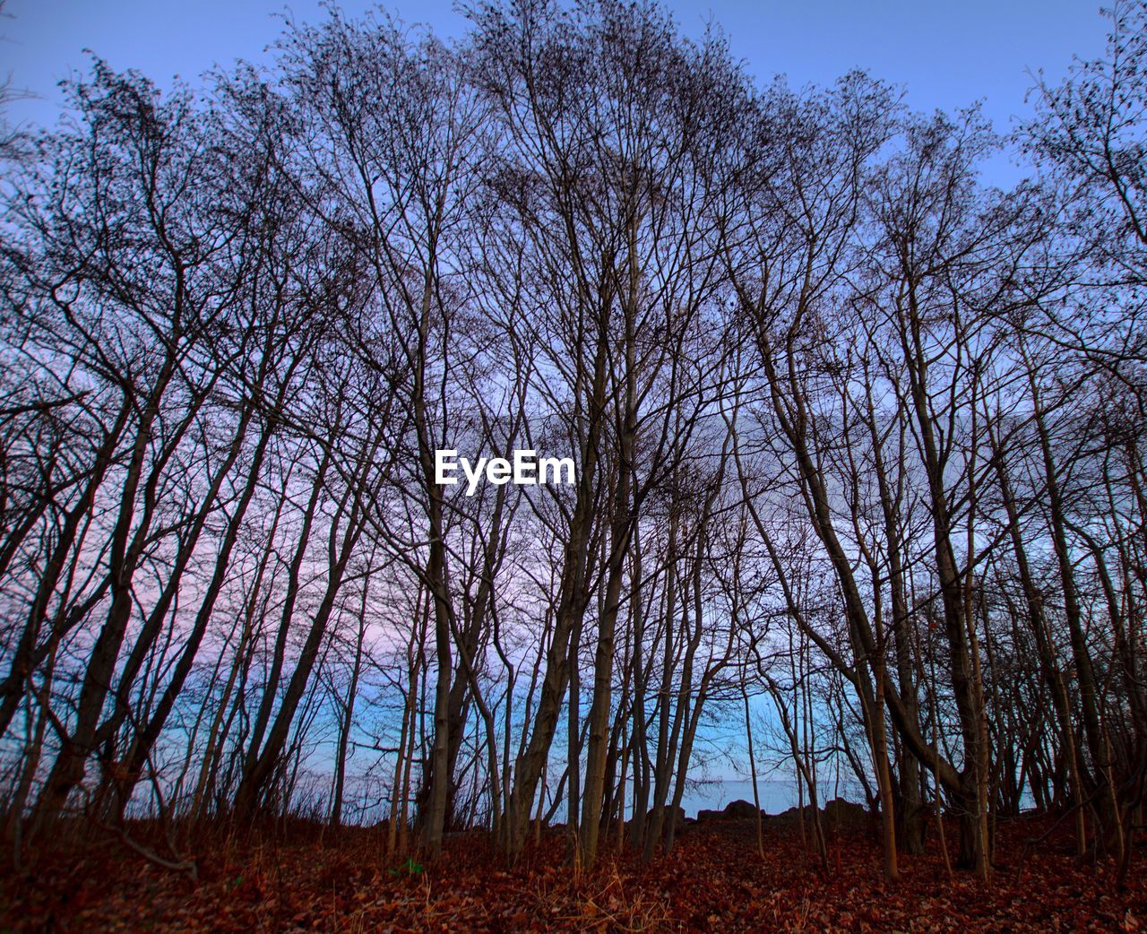 LOW ANGLE VIEW OF TREE AGAINST SKY