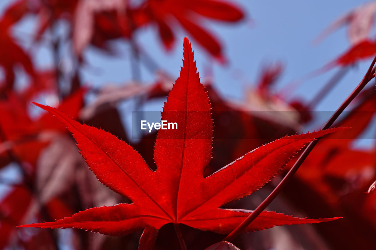 Close-up of red maple leaves