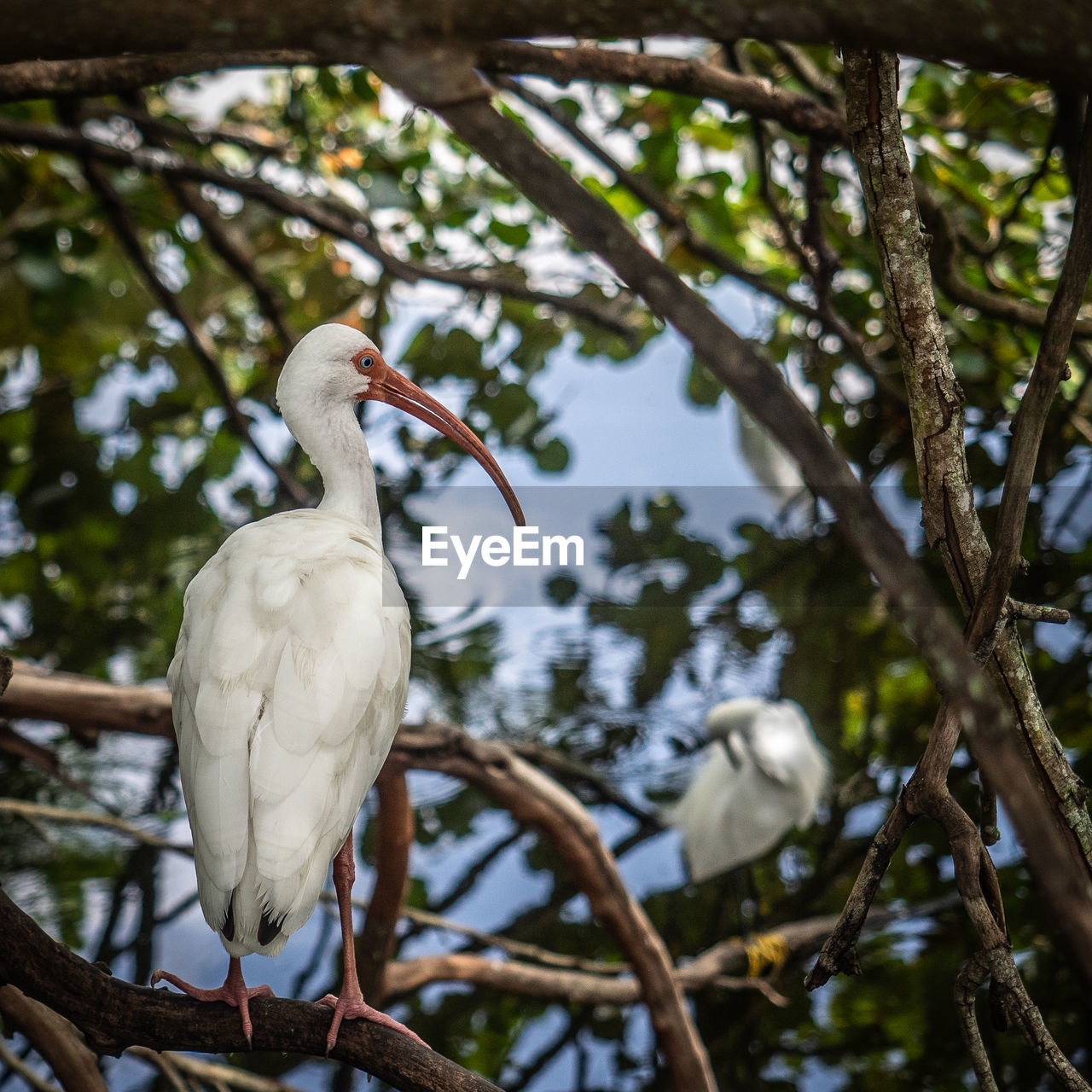 LOW ANGLE VIEW OF BIRD PERCHING ON TREE