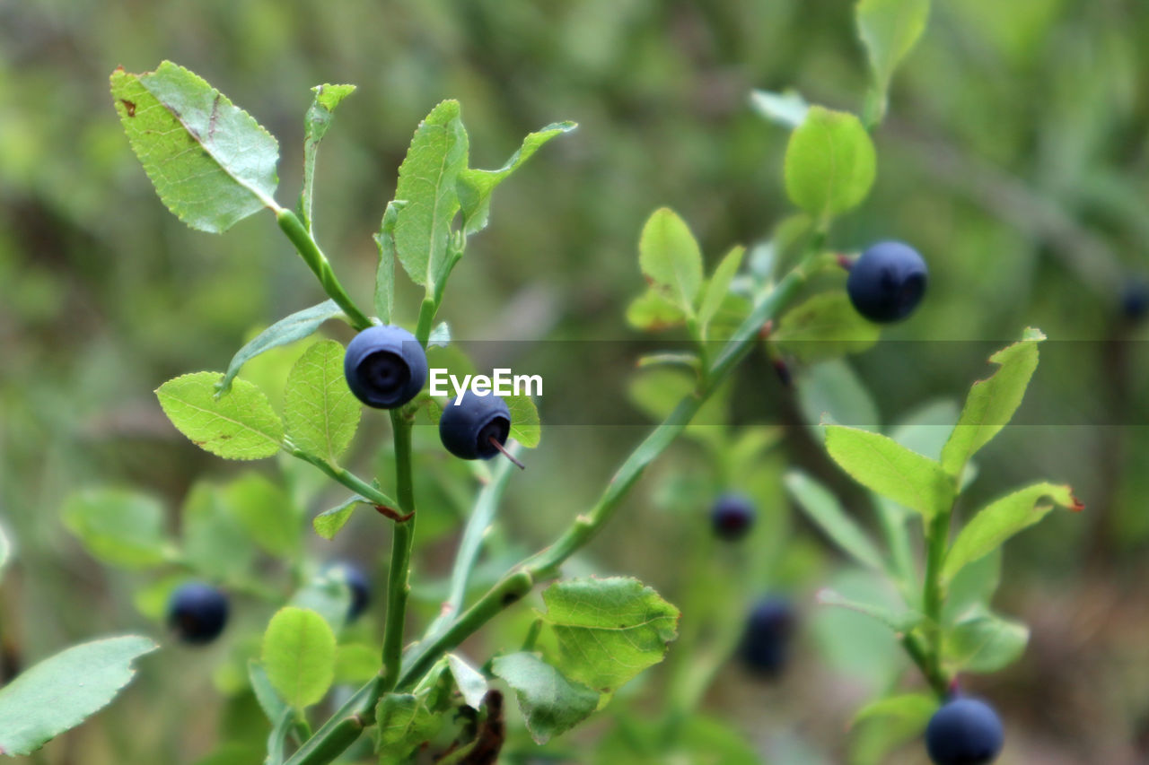 bilberry, fruit, food, food and drink, healthy eating, huckleberry, plant, plant part, berry, leaf, growth, flower, blueberry, freshness, nature, produce, close-up, green, no people, agriculture, tree, wellbeing, branch, focus on foreground, olive, day, outdoors, ripe, shrub, beauty in nature, crop, twig, juicy, selective focus