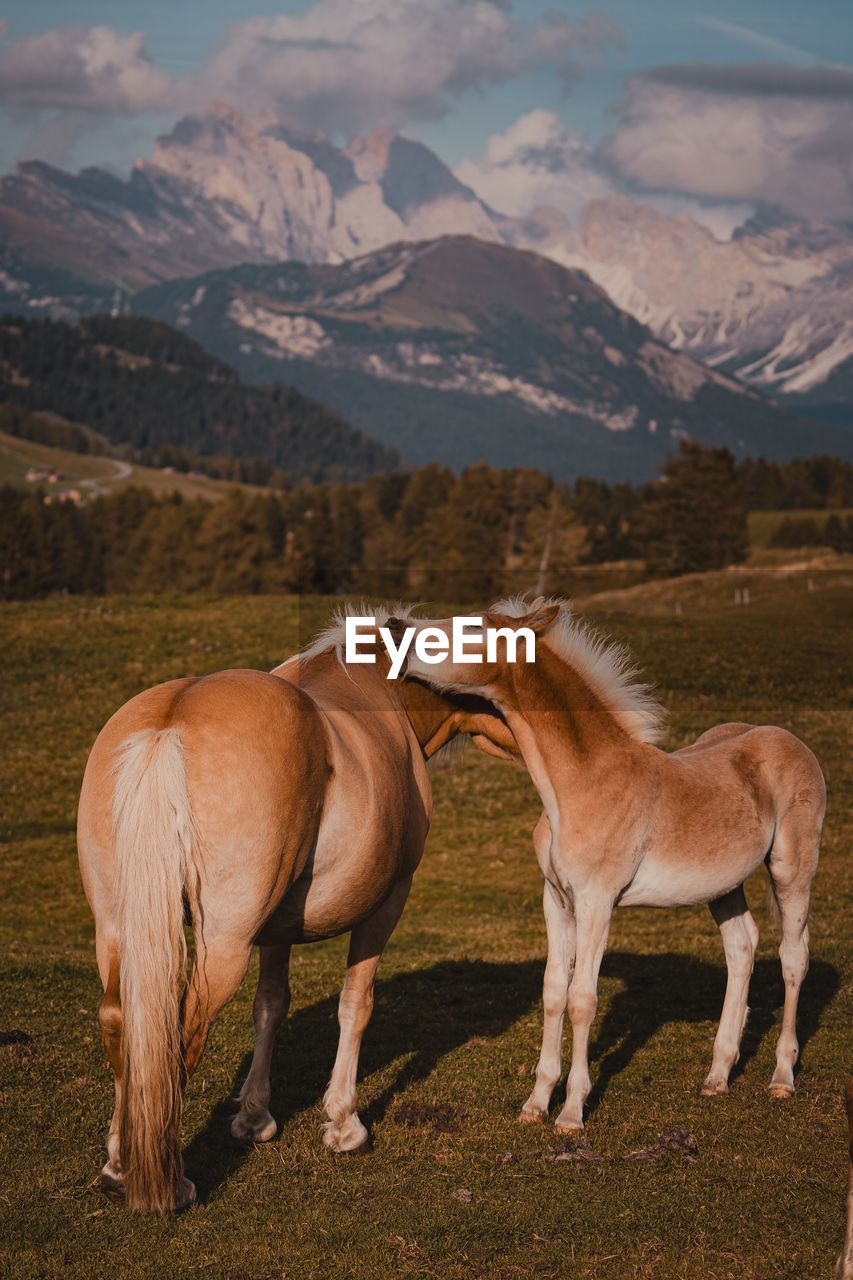 horses grazing on field against mountain