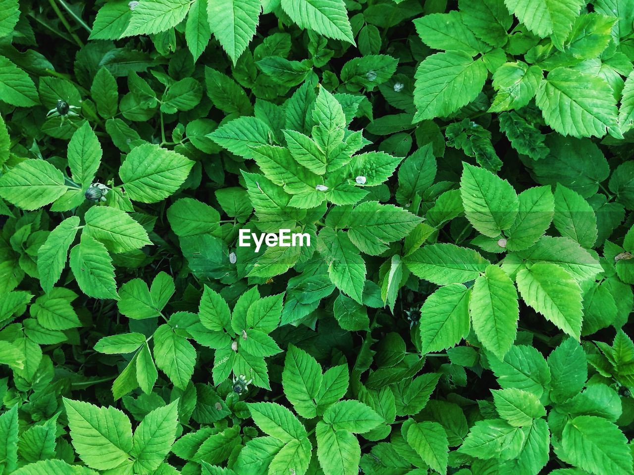 HIGH ANGLE VIEW OF GREEN LEAVES ON PLANT