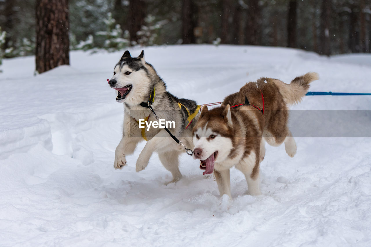 VIEW OF DOG ON SNOW