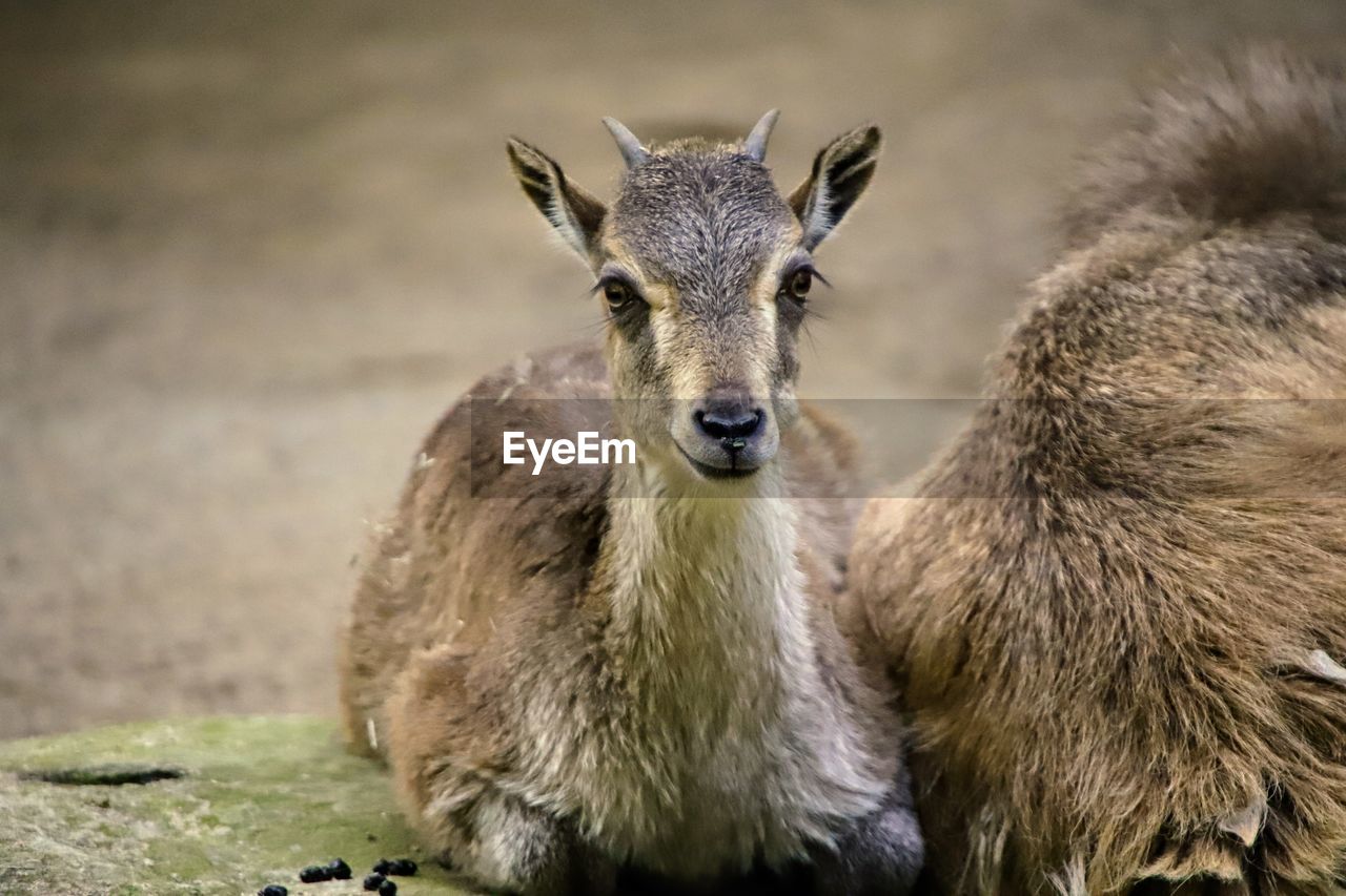 Portrait of deer