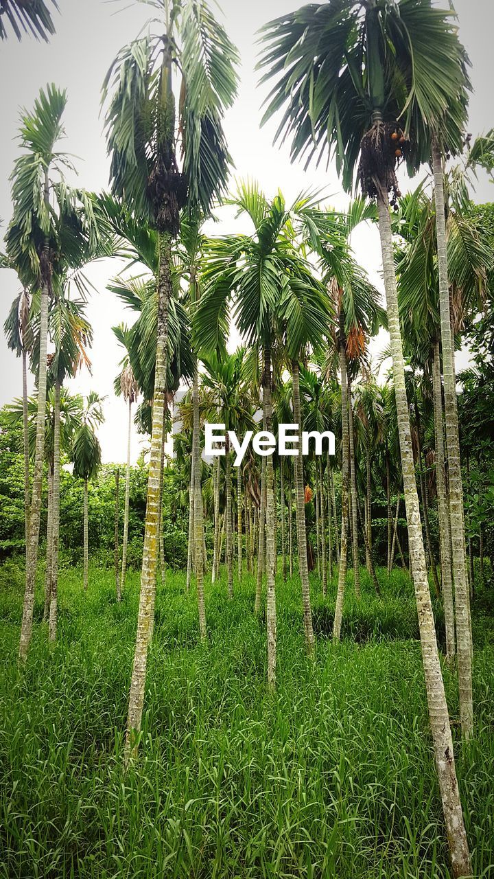 TREES IN FIELD