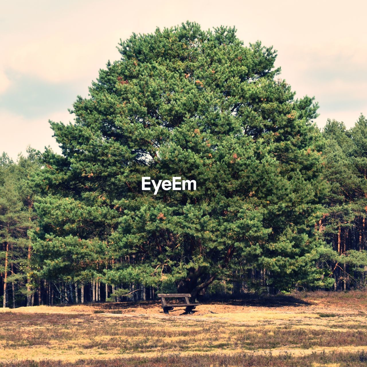 VIEW OF TREE ON FIELD