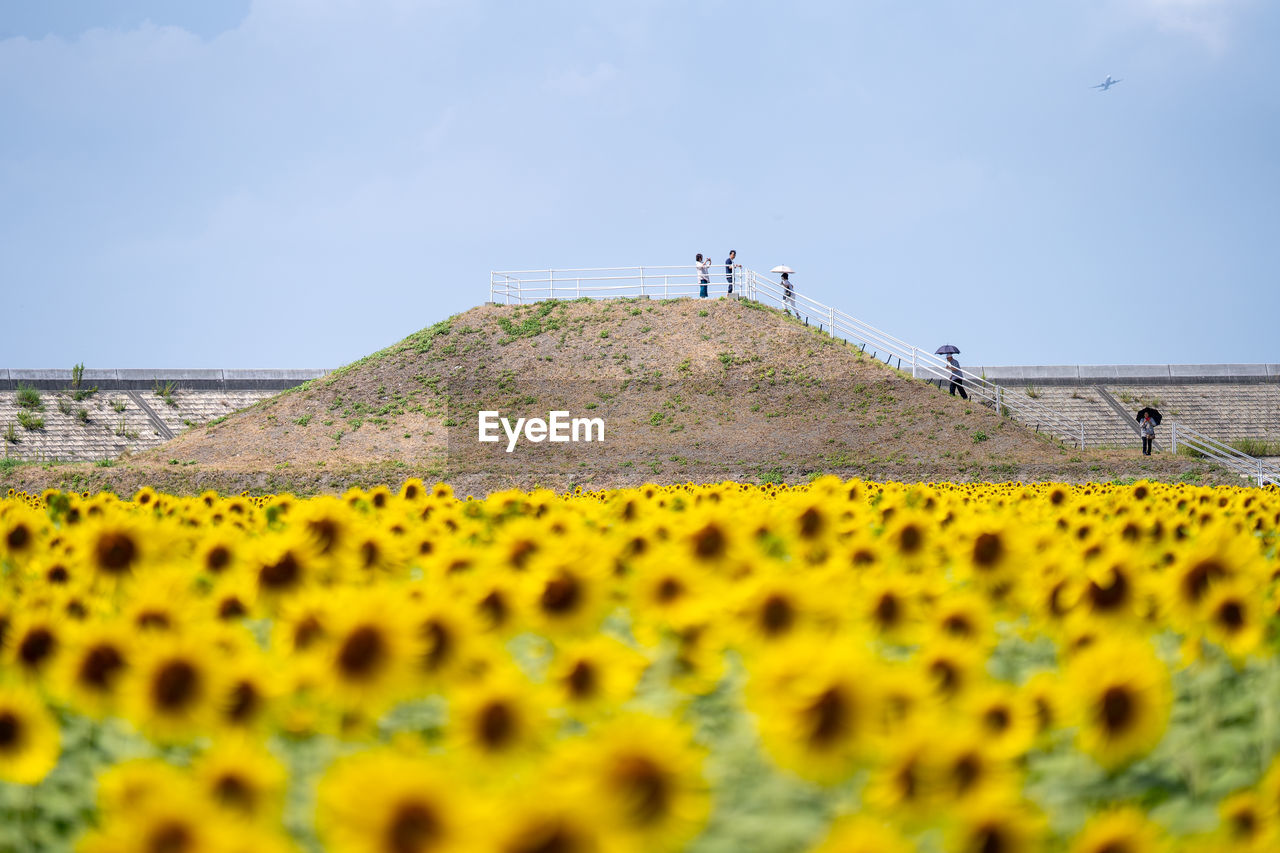 scenic view of sunflower field against clear sky