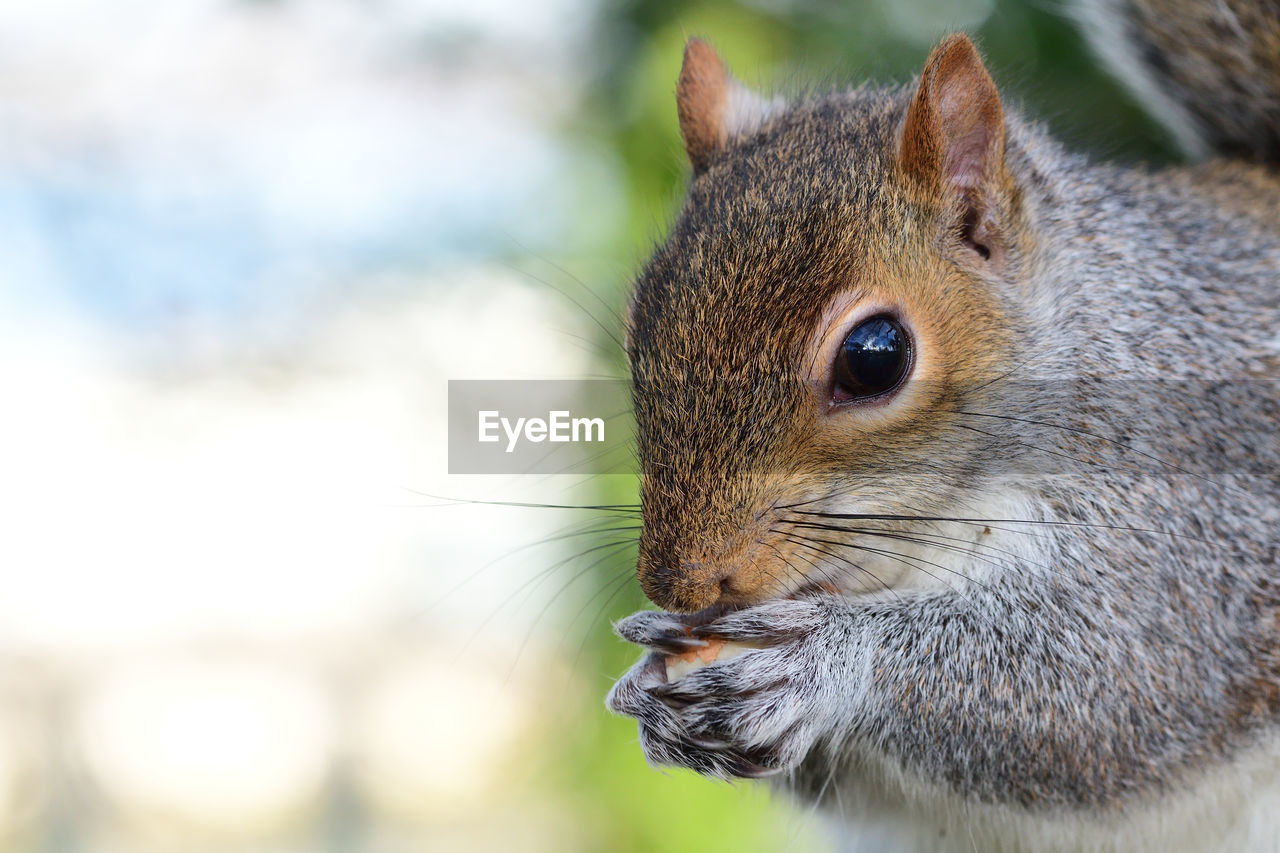 Head shot of a grey squirrel eating a nut 
