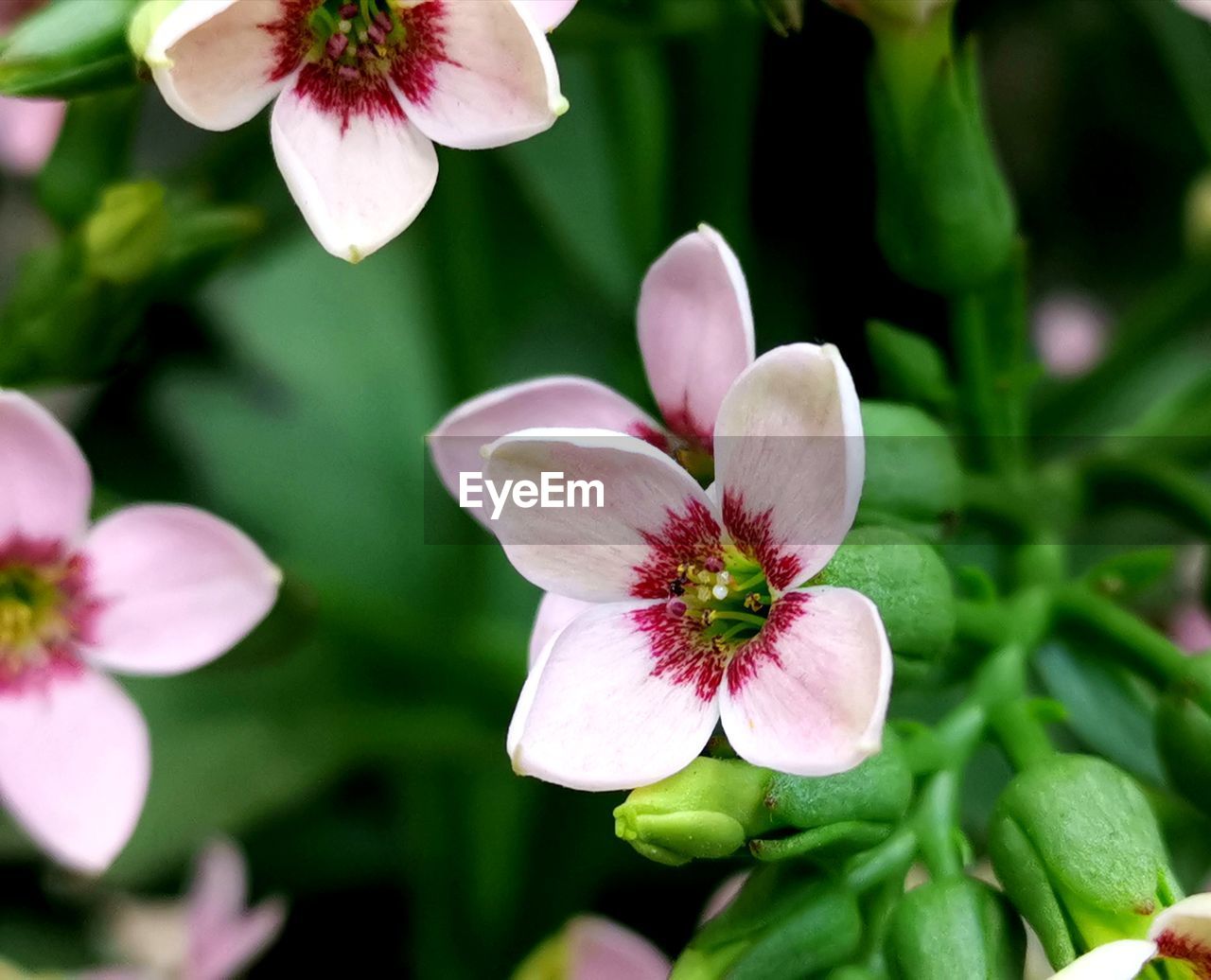 Close-up of pink flowering plant