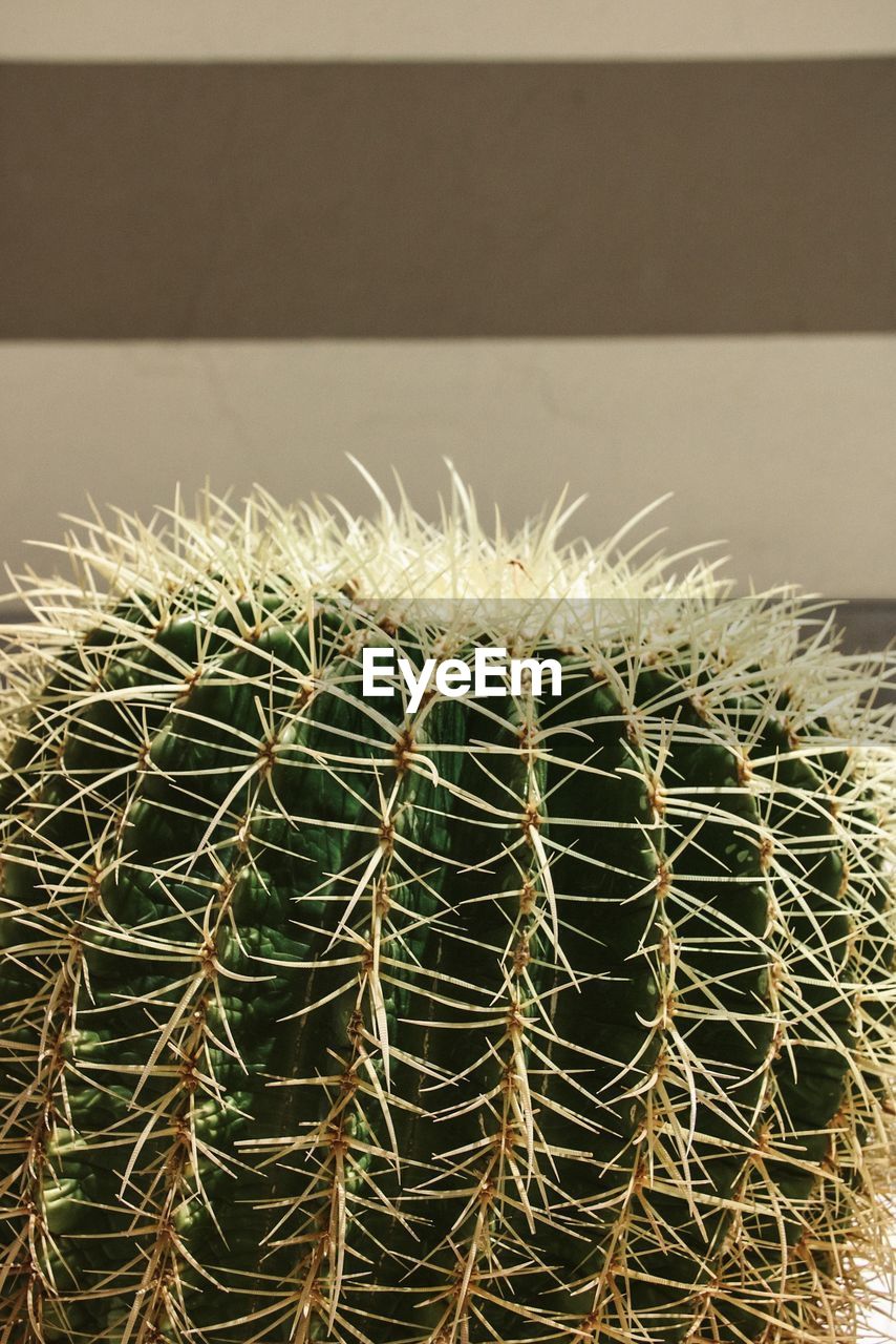 CLOSE-UP OF CACTUS PLANT WITH TEXT