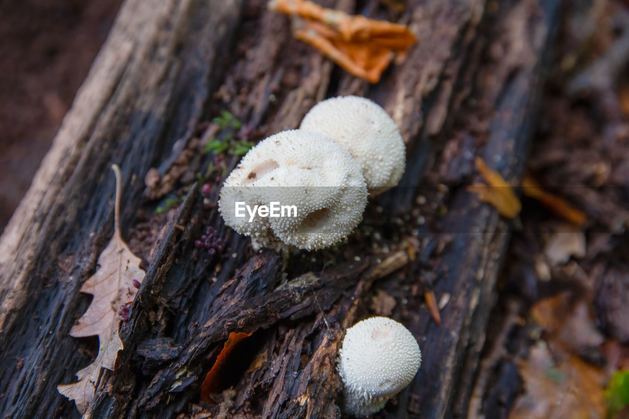 HIGH ANGLE VIEW OF MUSHROOMS GROWING ON TREE