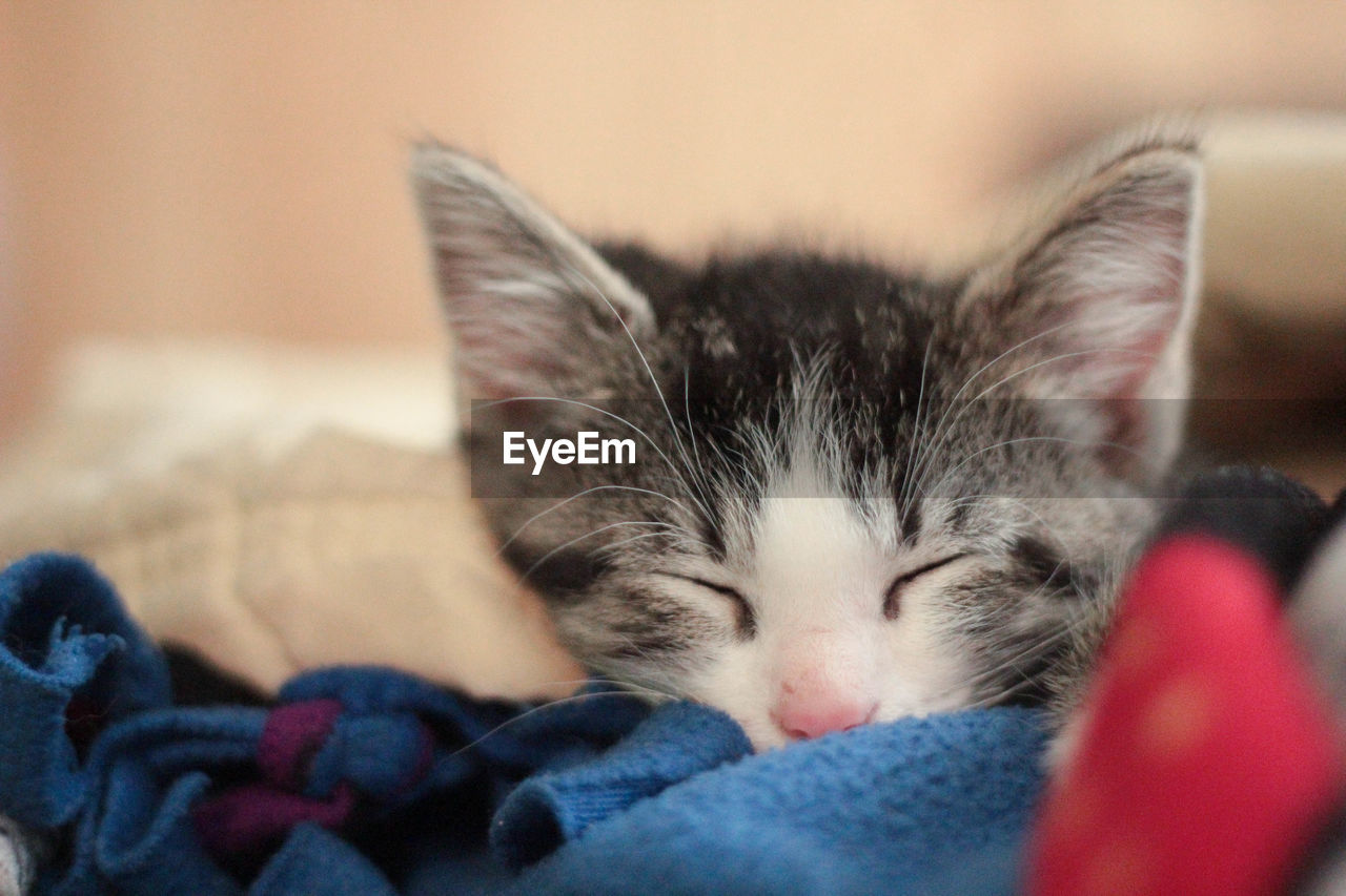 Close-up of kitten sleeping in blanket