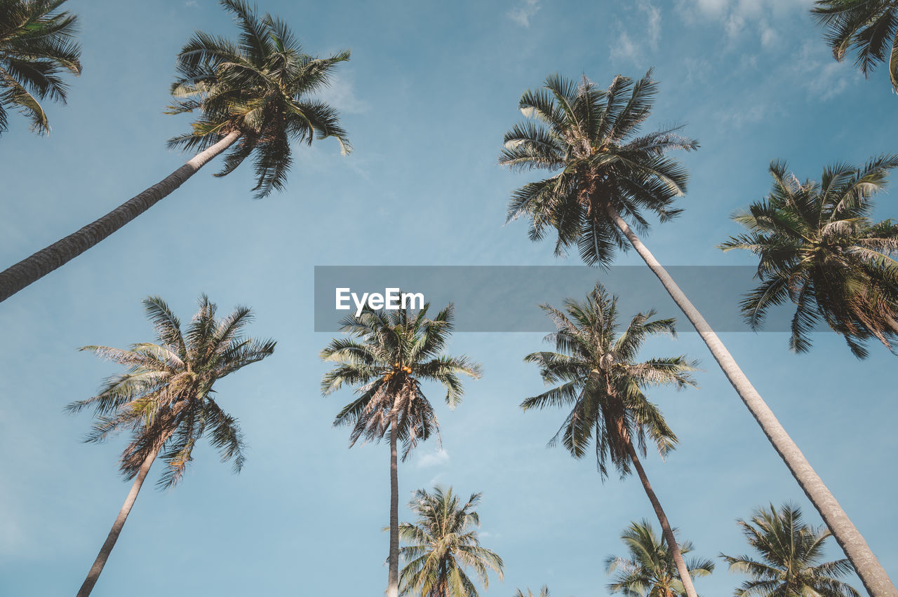 LOW ANGLE VIEW OF TREES AGAINST SKY