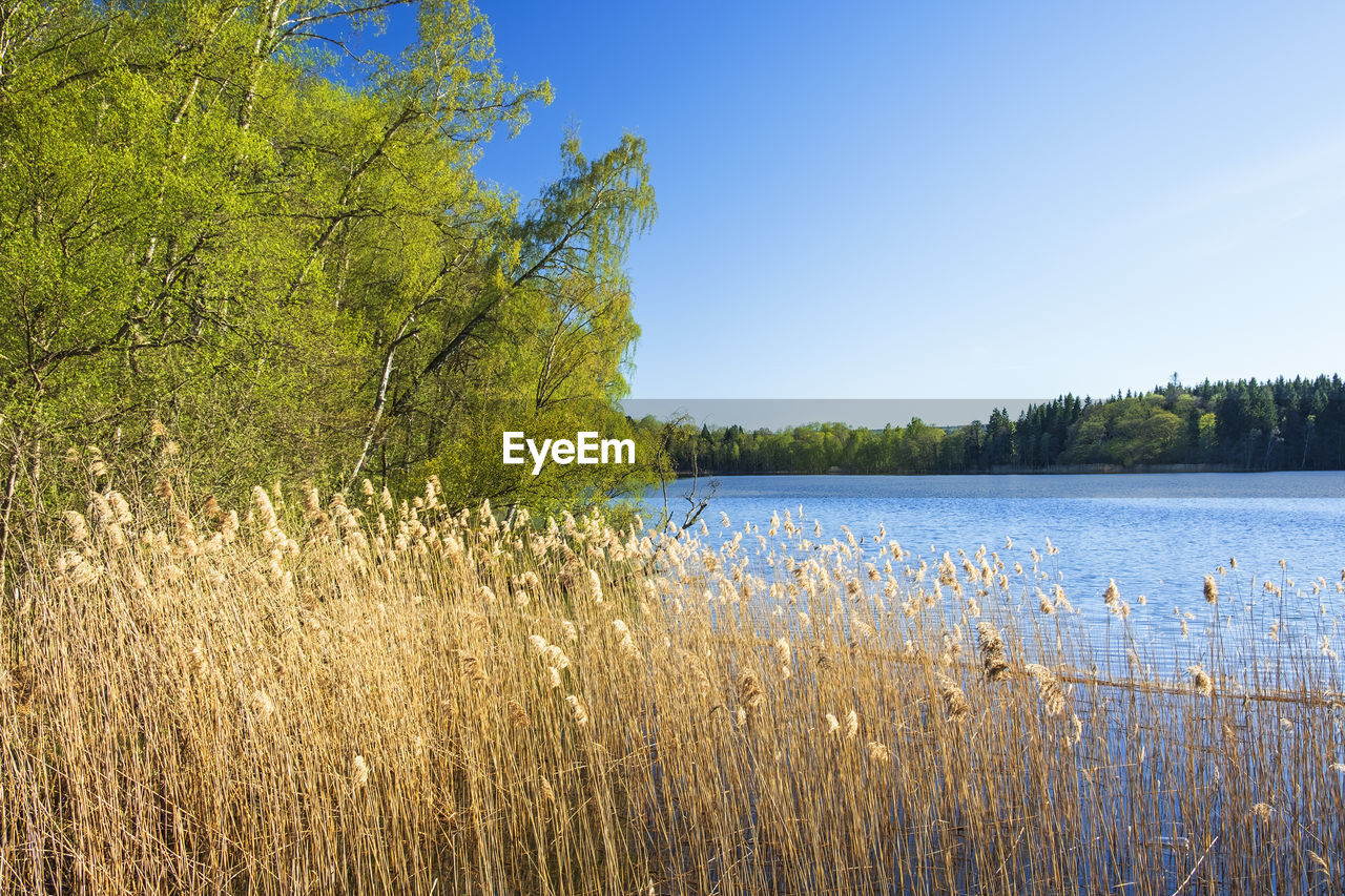 Beautiful lake view with reed and lush foliage trees