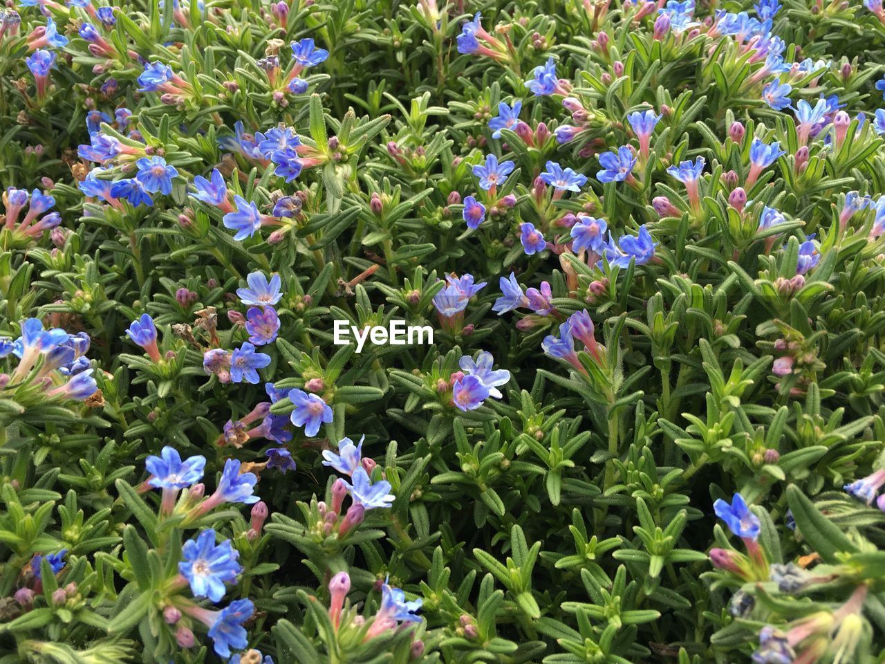 Full frame shot of purple flowers