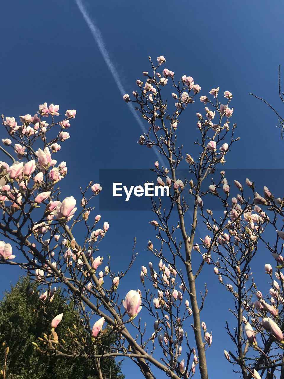 LOW ANGLE VIEW OF FLOWERING TREE AGAINST CLEAR BLUE SKY