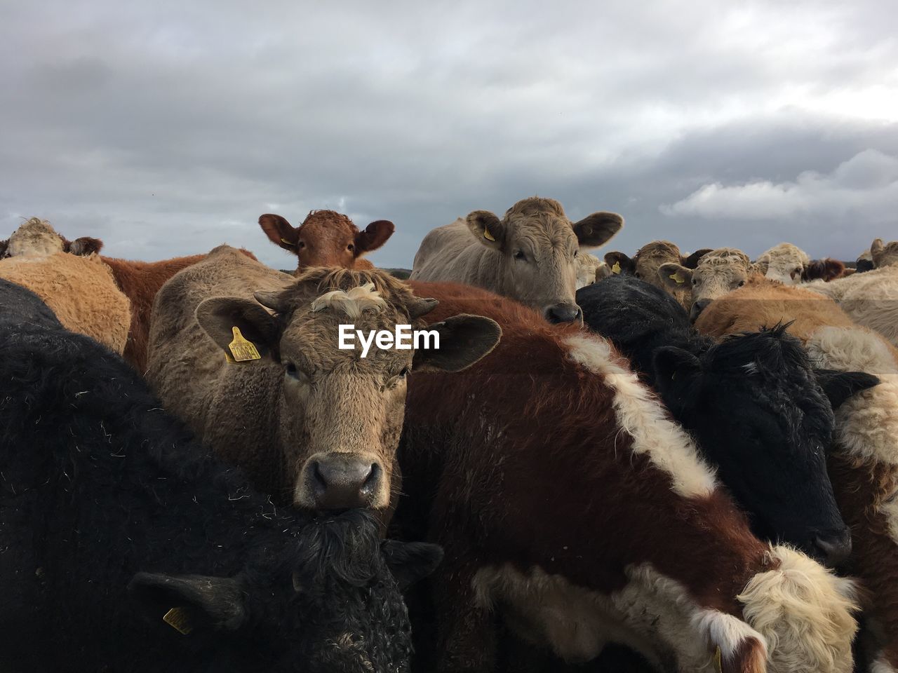 PORTRAIT OF COW STANDING AGAINST SKY