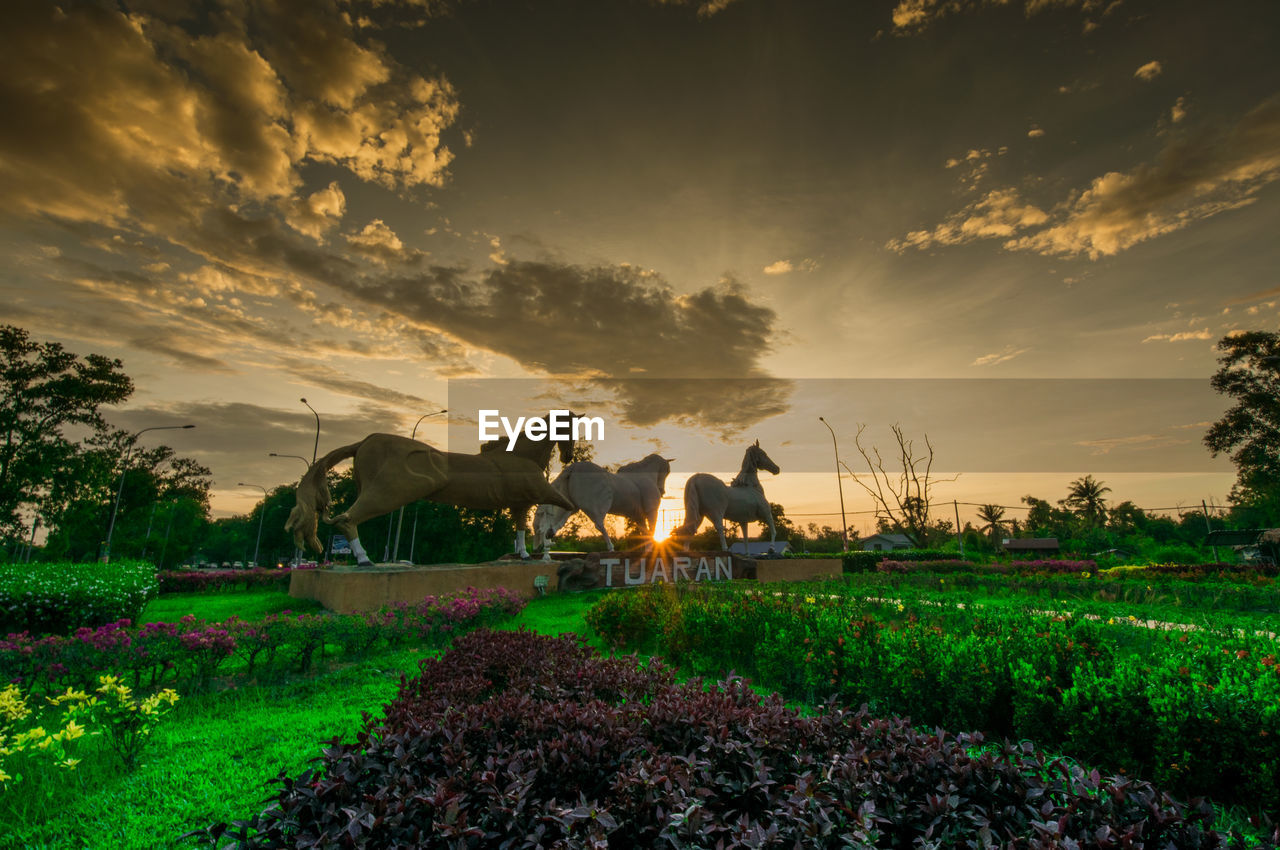 PANORAMIC VIEW OF A FIELD