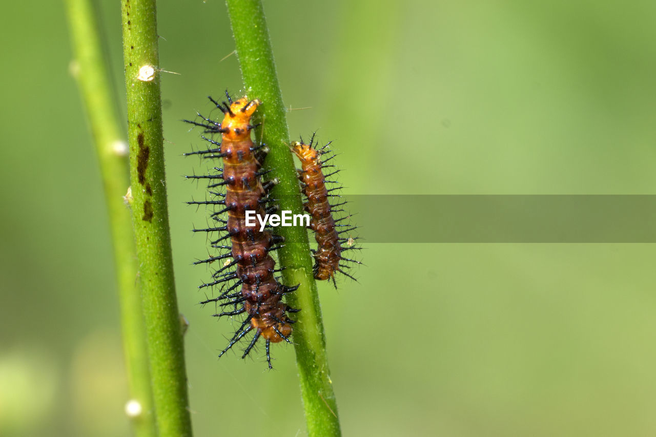 Close-up of insect on plant