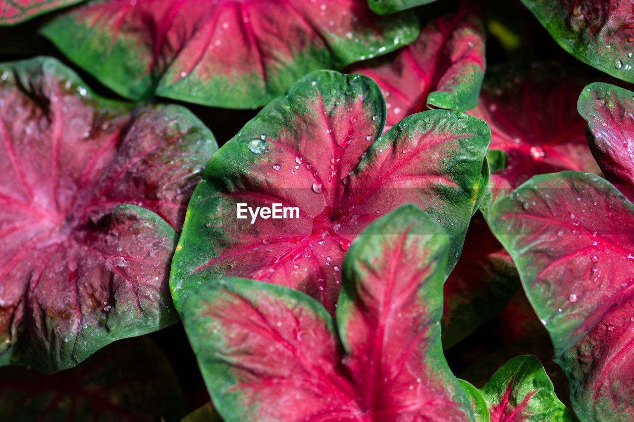 Full frame shot of water drops on red flowering plant