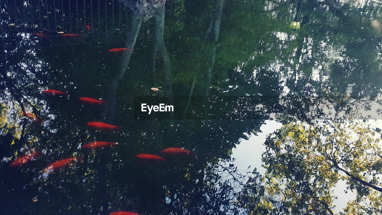 VIEW OF TREES IN WATER