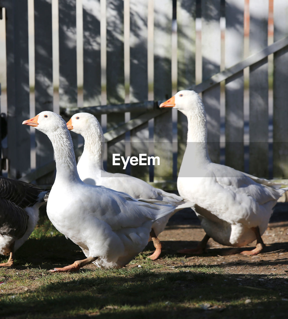 Group of birds on field