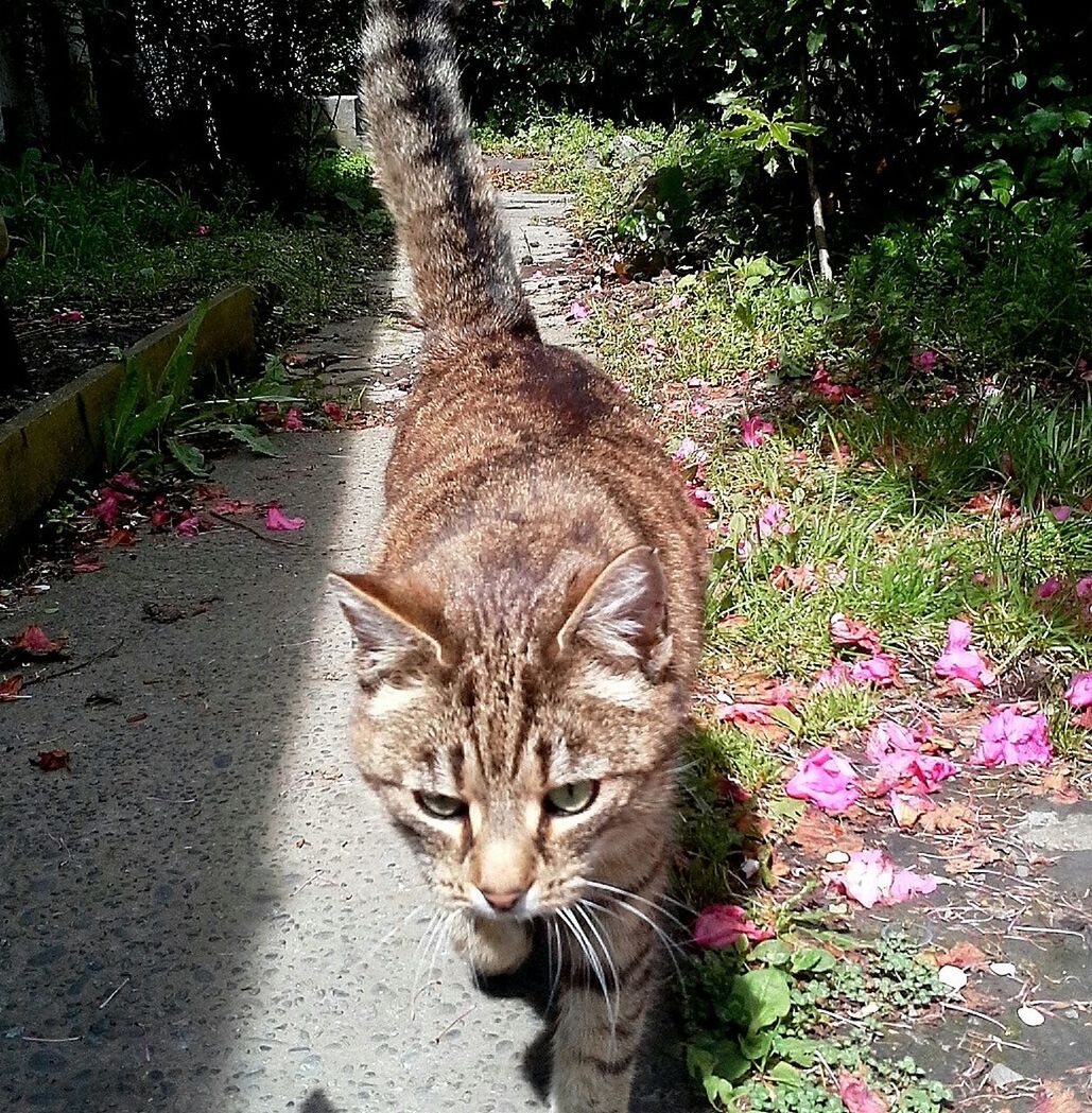 PORTRAIT OF CAT