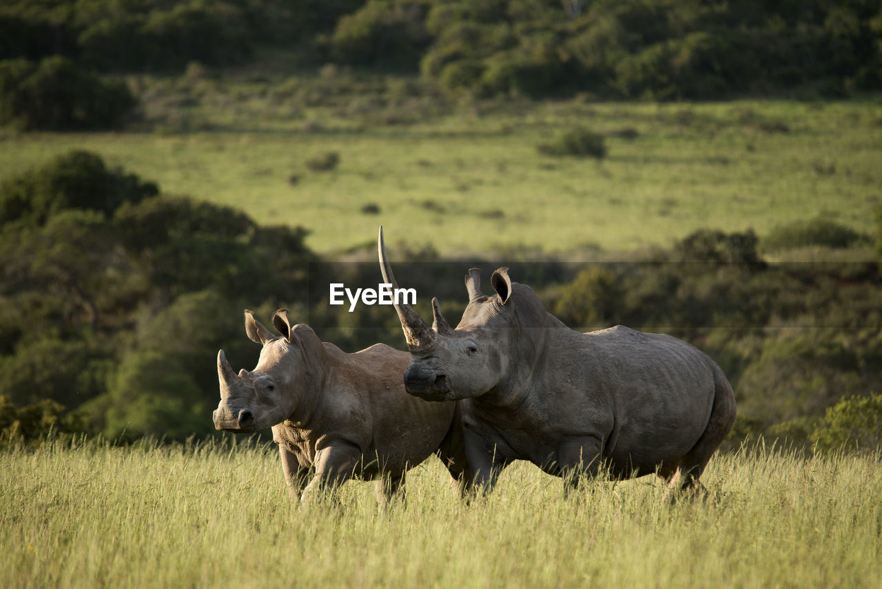 Rhinoceros standing amidst plants on land