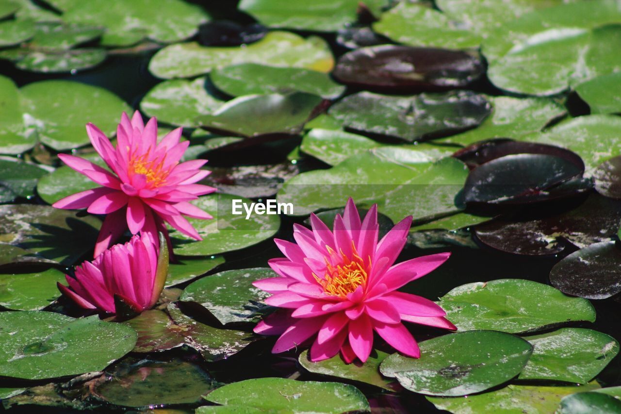 CLOSE-UP OF LOTUS WATER LILY ON POND