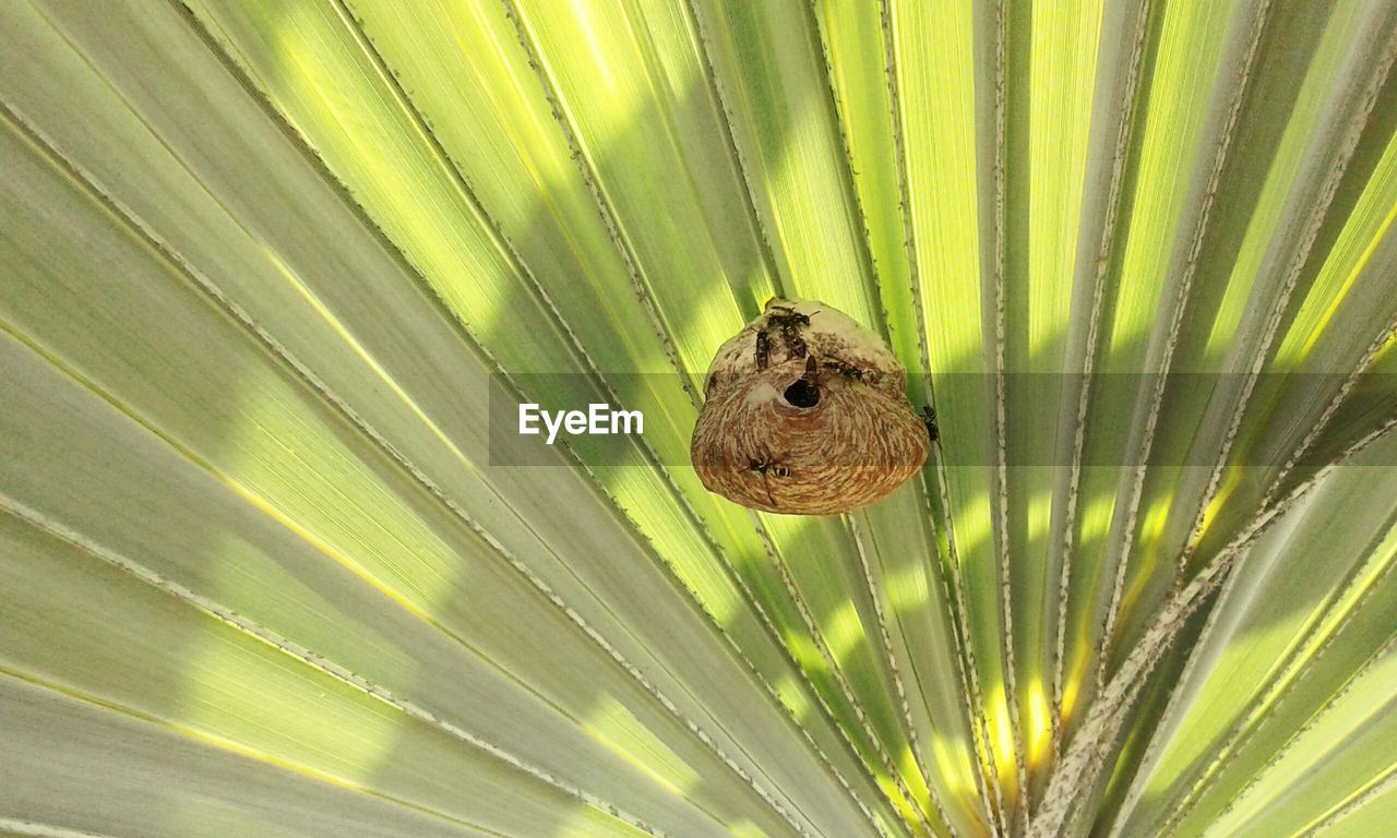 CLOSE-UP OF PEACOCK