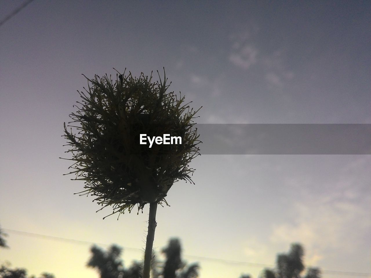 LOW ANGLE VIEW OF SILHOUETTE PLANT AGAINST SKY