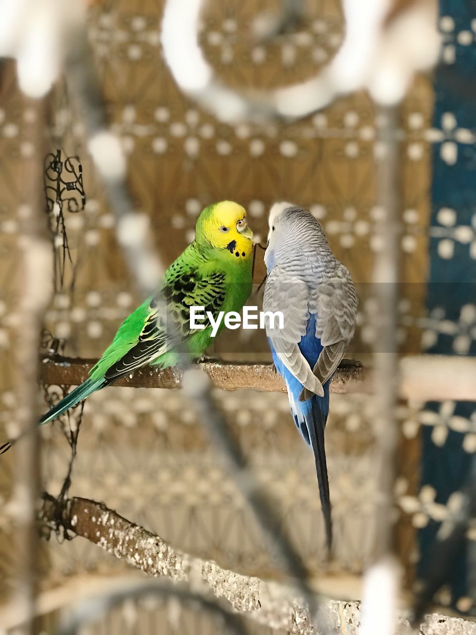 CLOSE-UP OF BIRDS PERCHING ON A BIRD