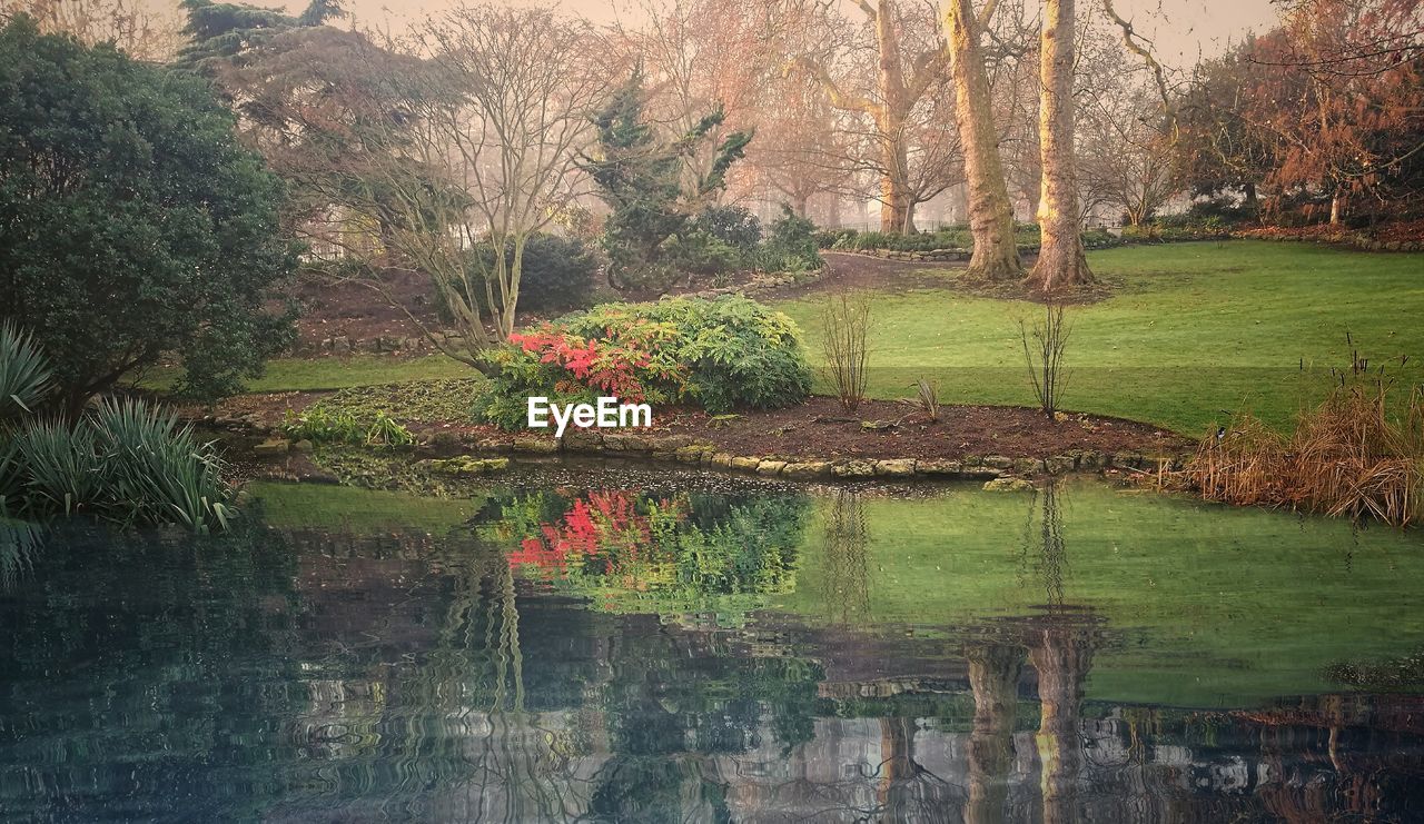 REFLECTION OF TREES IN LAKE