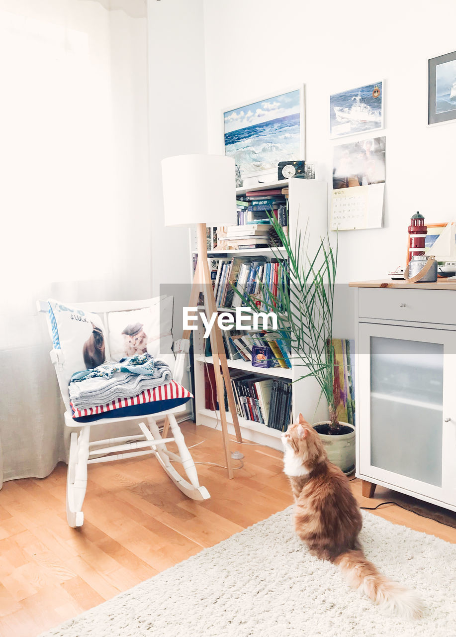 CAT SITTING ON WOODEN TABLE