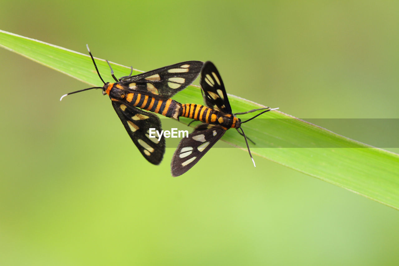 Close-up of butterfly on leaf