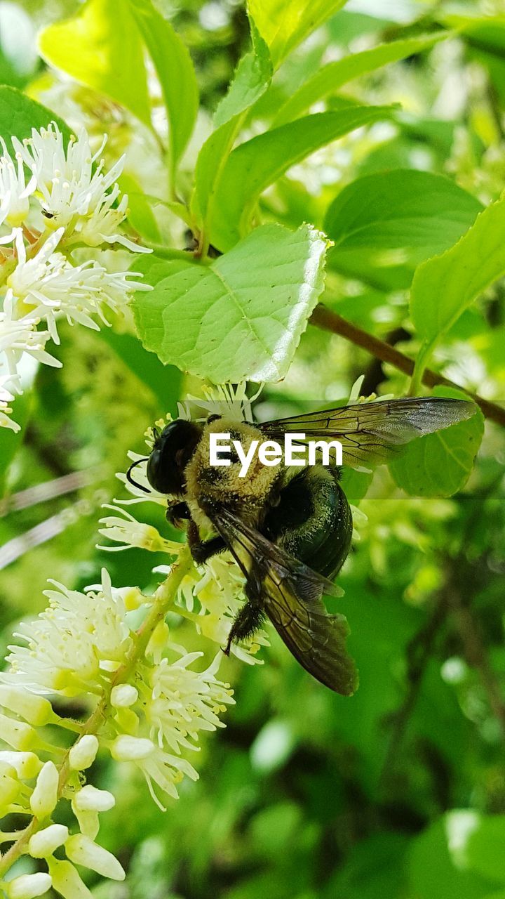 CLOSE-UP OF INSECT ON PLANT